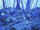 文 常旭 / Moon Sang-Wook / Blue Forest 靑林